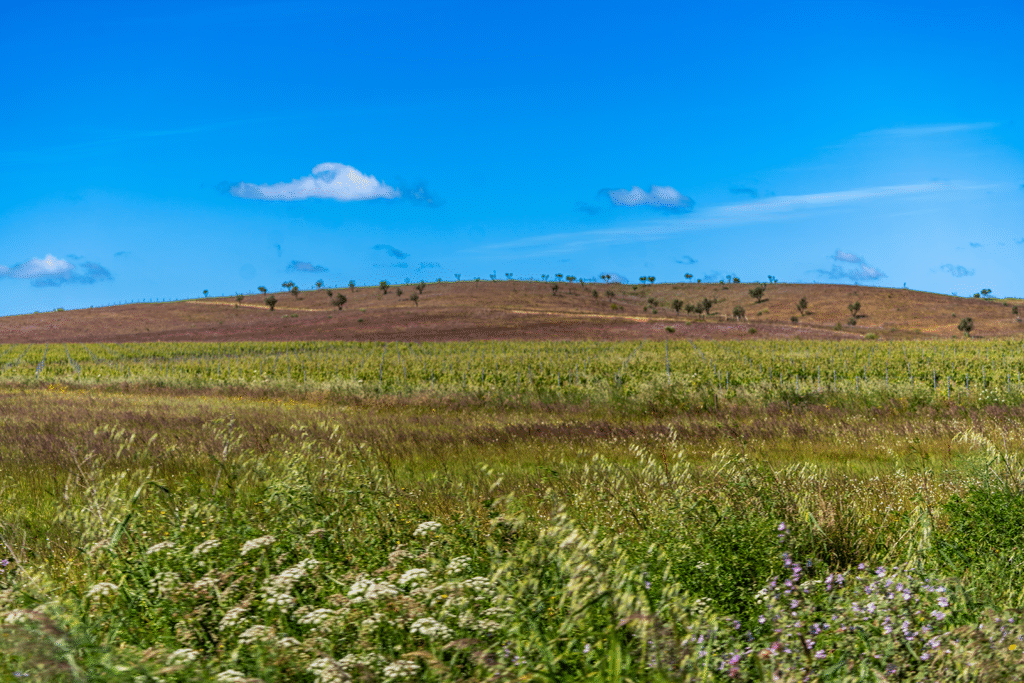 website_may_25-51